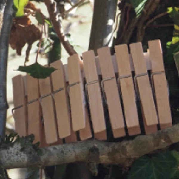 BEECHWOOD CLOTHES PEGS - 20PCS | REVOLOGY