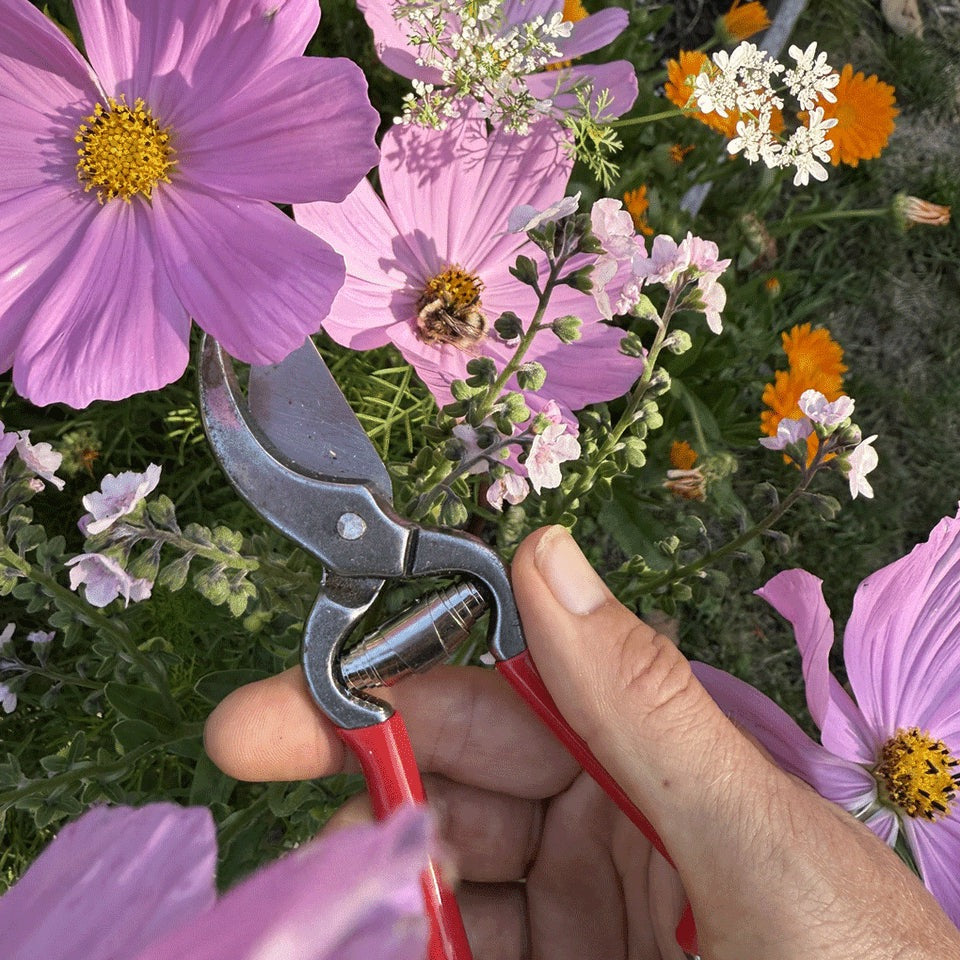 PRUNER | REVOLOGY
