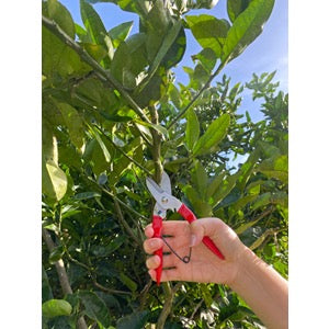 Branch Pruner | REVOLOGY