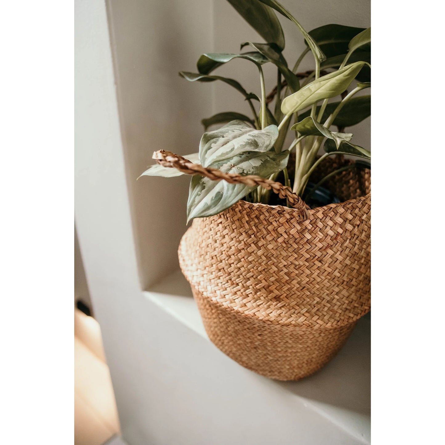 Sea Grass Belly Basket | REVOLOGY