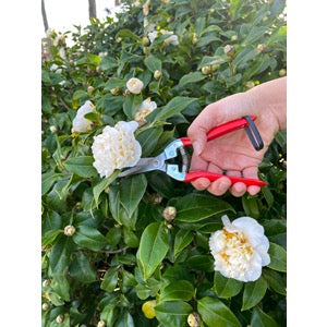 Thinning Pruner | REVOLOGY